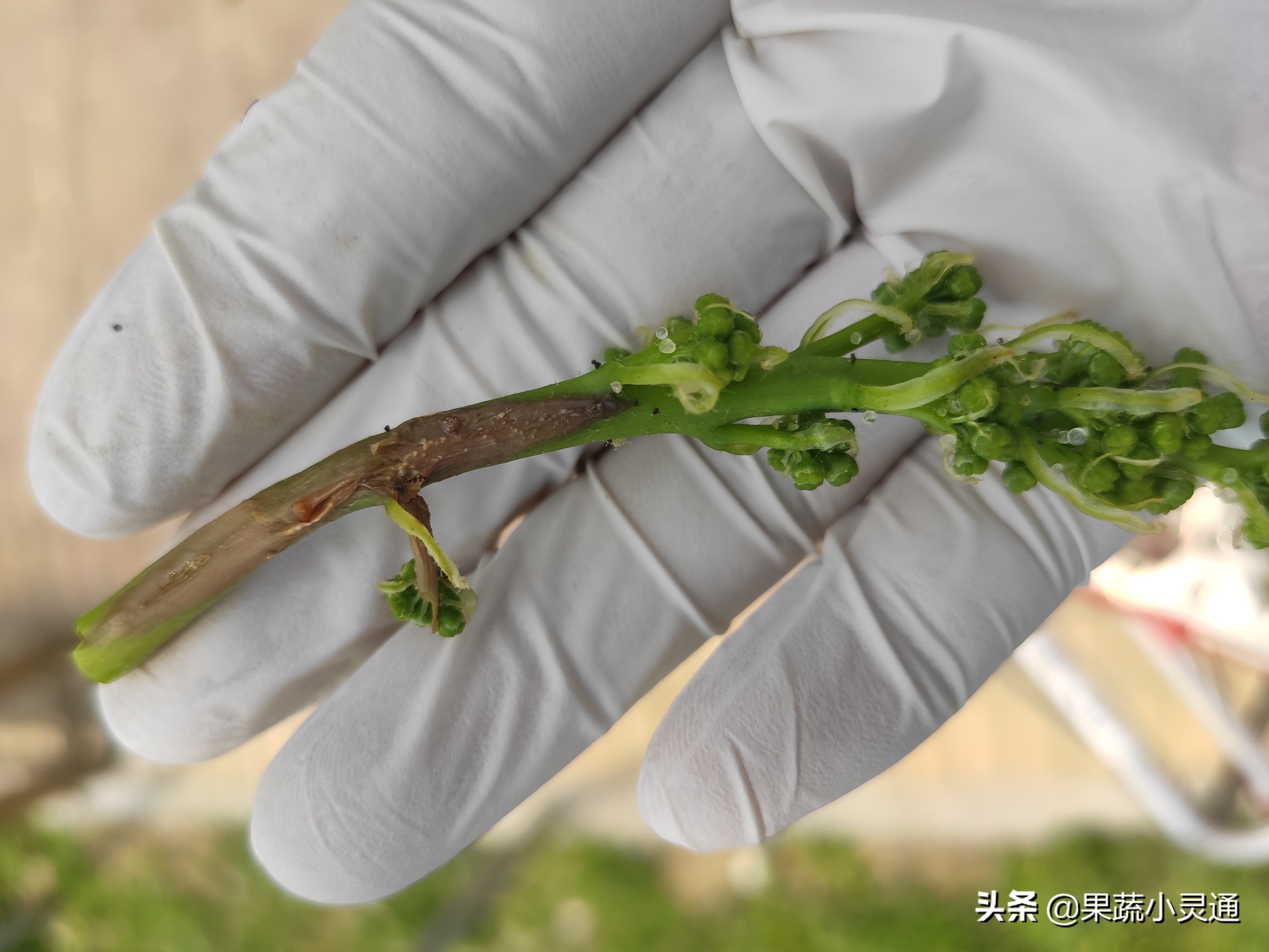 葡萄果穗发黑干枯怎么回事,葡萄果实有黑斑的防治方法