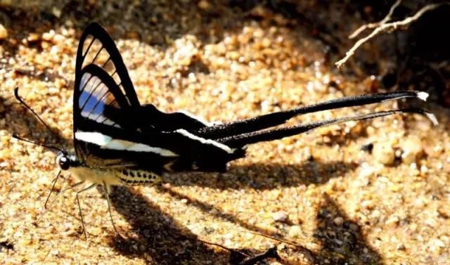 海南代表性动物,海南特有的珍稀动物