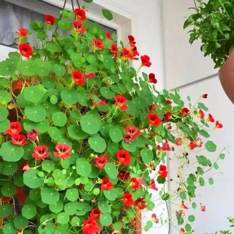 懒人室内养花就养4款开花机器,懒人专属开花机器花儿天天开爆盆