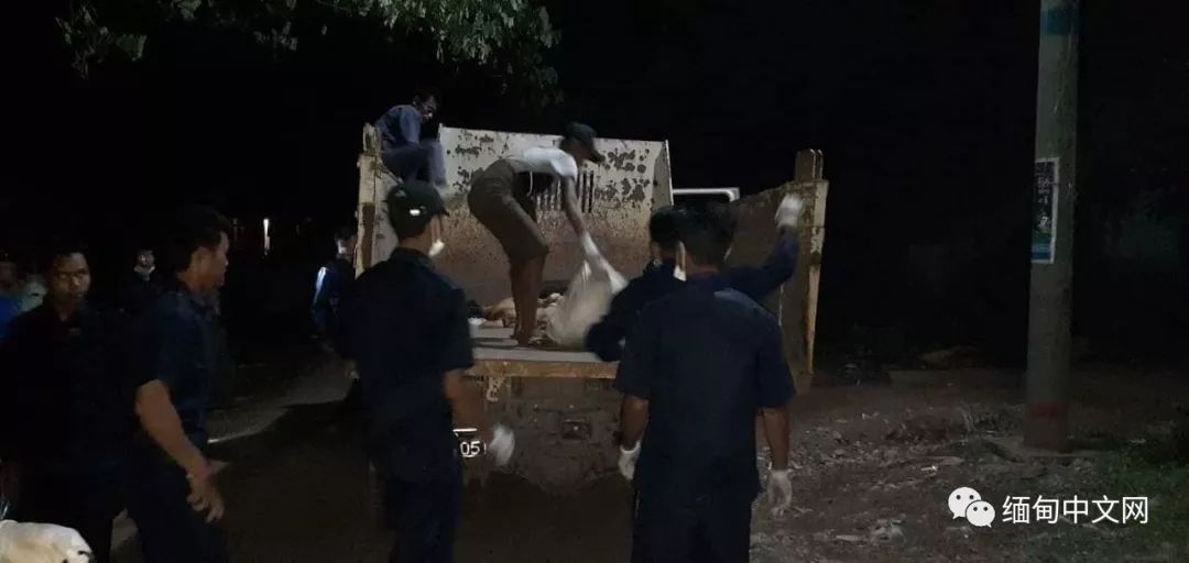 一律毒杀！缅甸小镇，政府下令毒杀流浪狗，中毒流浪狗满嘴血