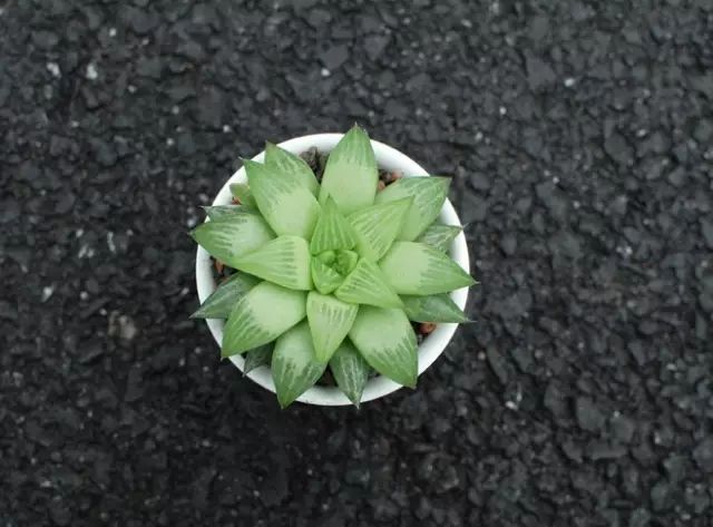 多肉植物好养又容易开花,长相怪异的9种多肉植物