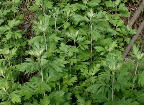 驱逐螨虫,艾草来帮忙。