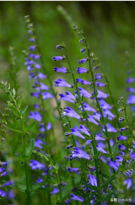 半枝莲的价格,半枝莲种植成本和利润