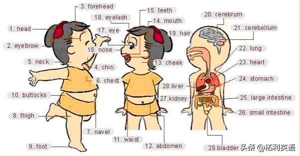 34张图教孩子记住英语中所有生活用词！（收藏版）