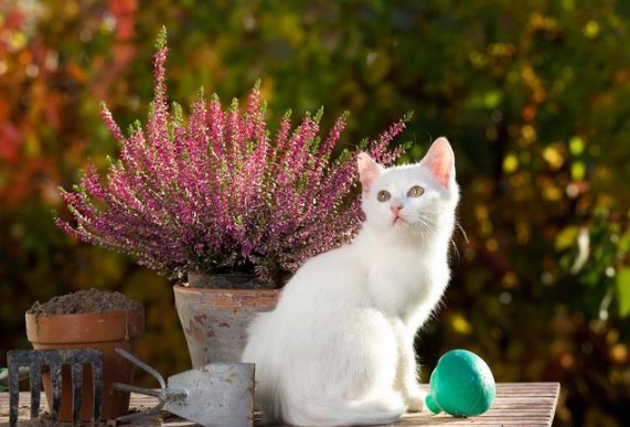 猫咪误食百合花怎么救助,猫咪吃草并呕吐怎么办还有血