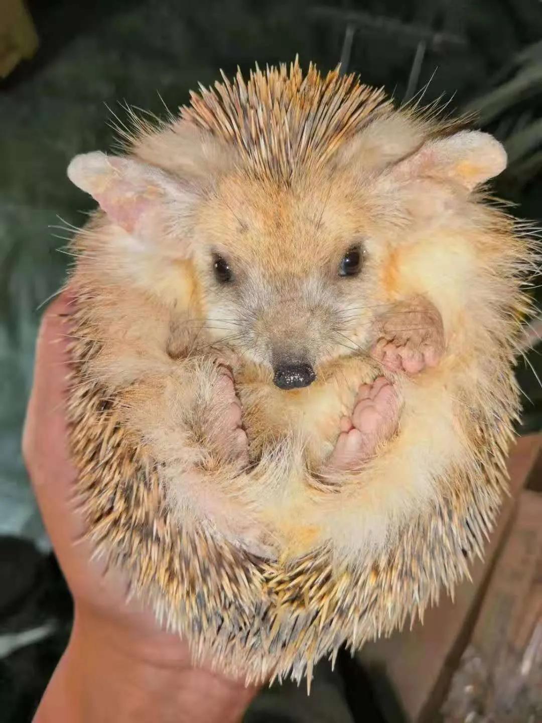 青铜峡中国军人,青铜峡黄河大峡谷军人免费吗