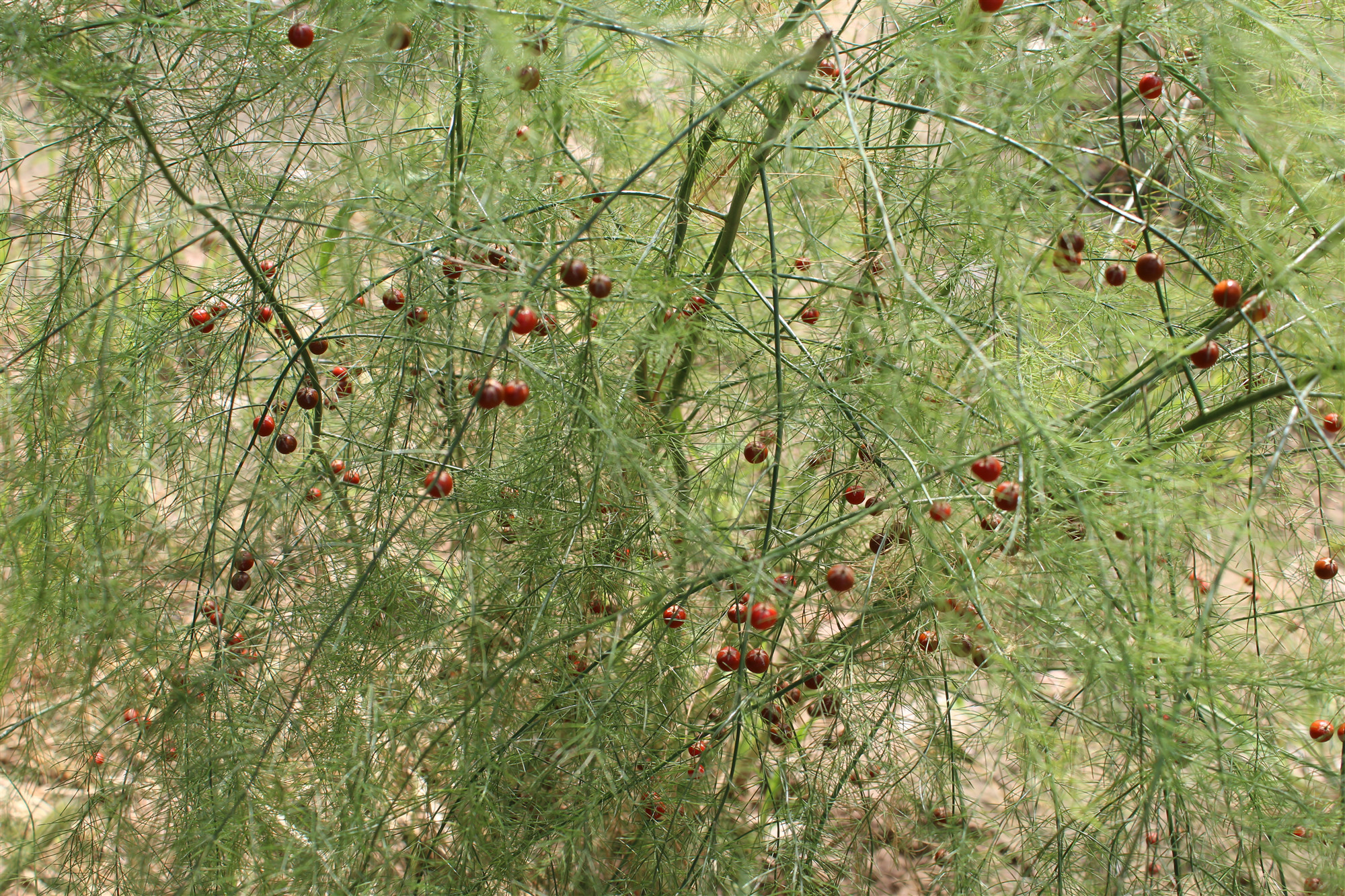 野生石刁柏图片大全,石刁柏果实的功效与作用