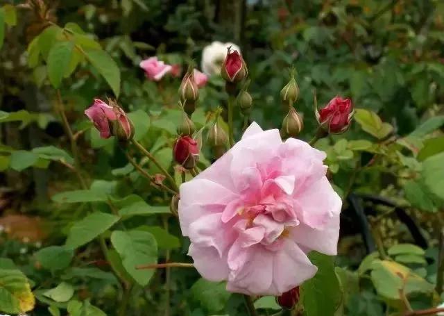 100种玫瑰图片大全,100种玫瑰鲜花你认识吗