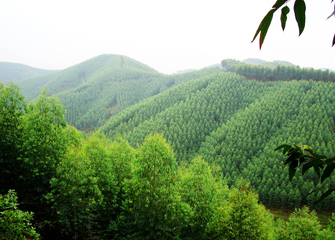 断子绝孙桉树,断子绝孙树为啥广西还大面积种植