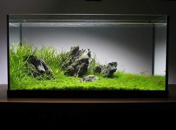 新手初开草缸种什么前景草,水草泥放在陶粒上面还是下面