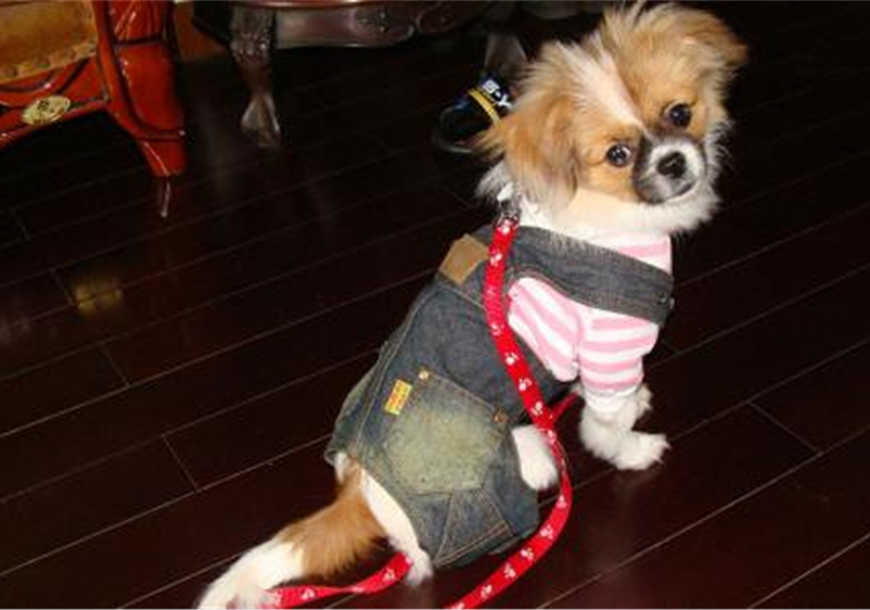 狗狗叛逆期护食,狗狗攻击性最佳矫正方法