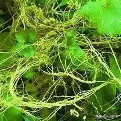 野外发现珍贵的植物千万要注意,新疆南疆常见荒漠野生植物