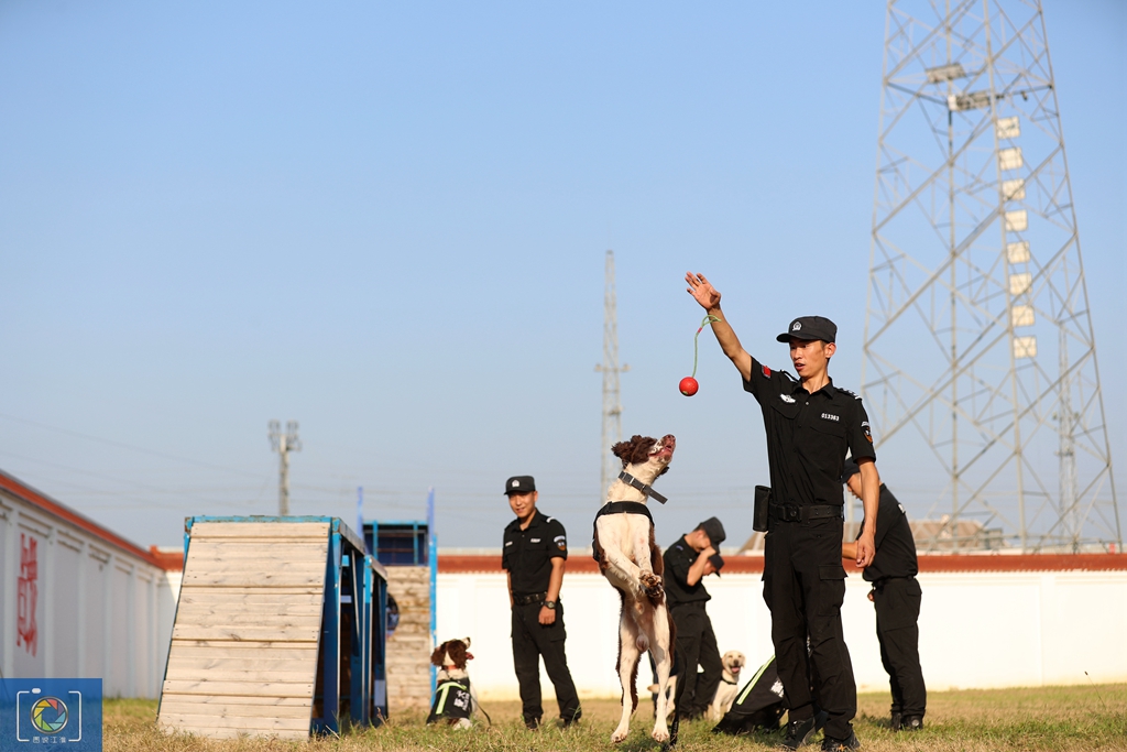 警犬训犬师的工作和生活,如何成为一名合格的警犬训导员