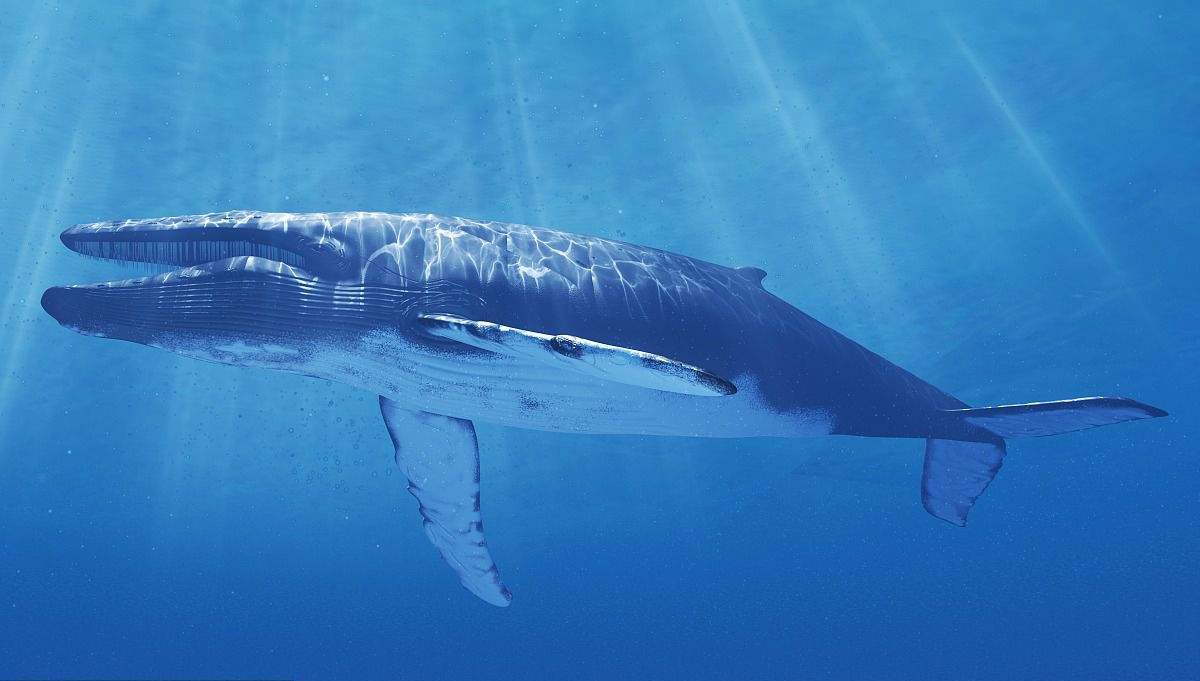 冷知识来了世界上脚最长的动物,科普知识世界上最大动物的脚