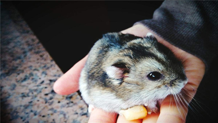 怎么才能让仓鼠停止咬笼子,怎样不让仓鼠招虫子