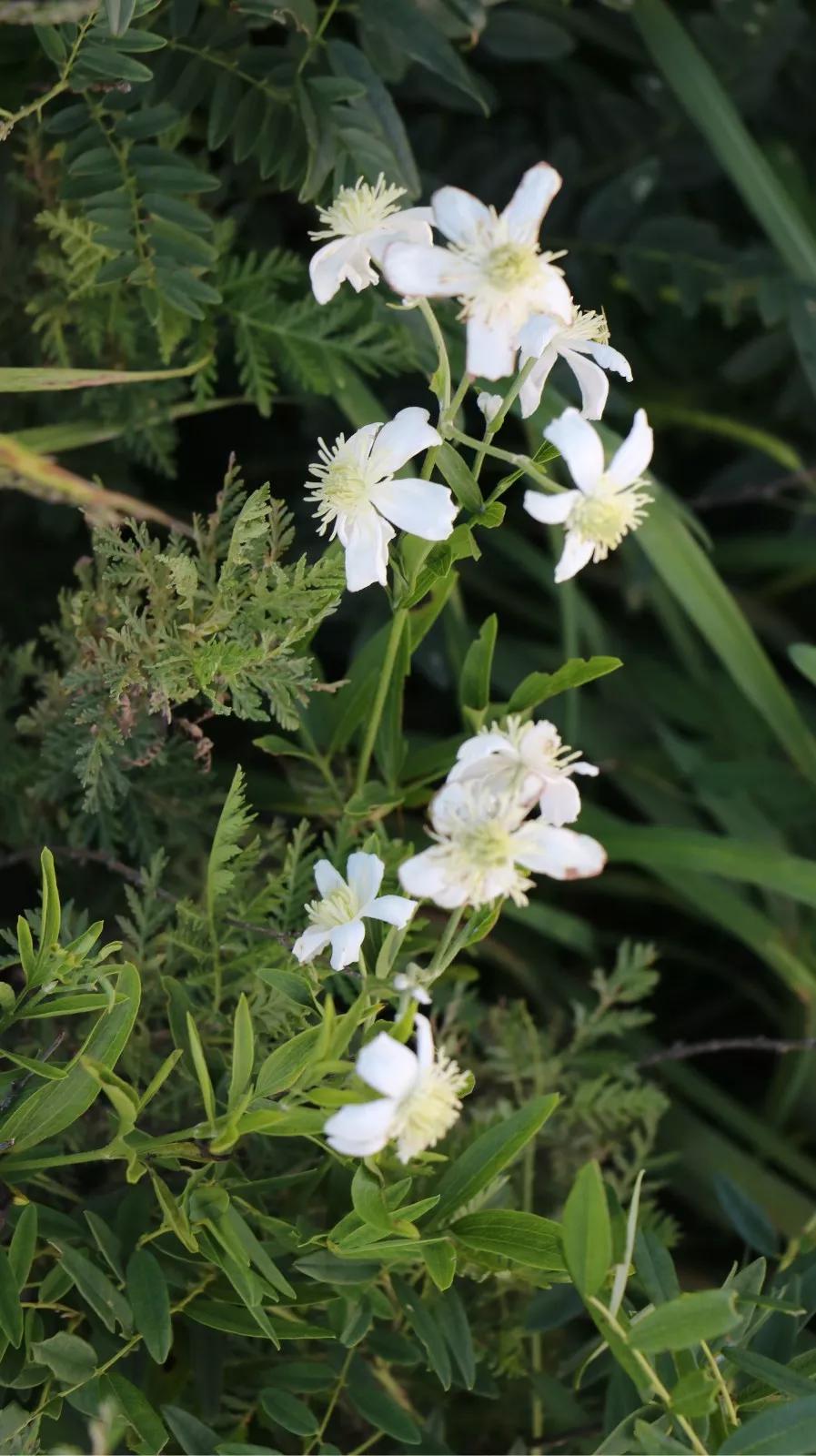 冬天常见中药植物图片及功效,花期长的草本植物图片