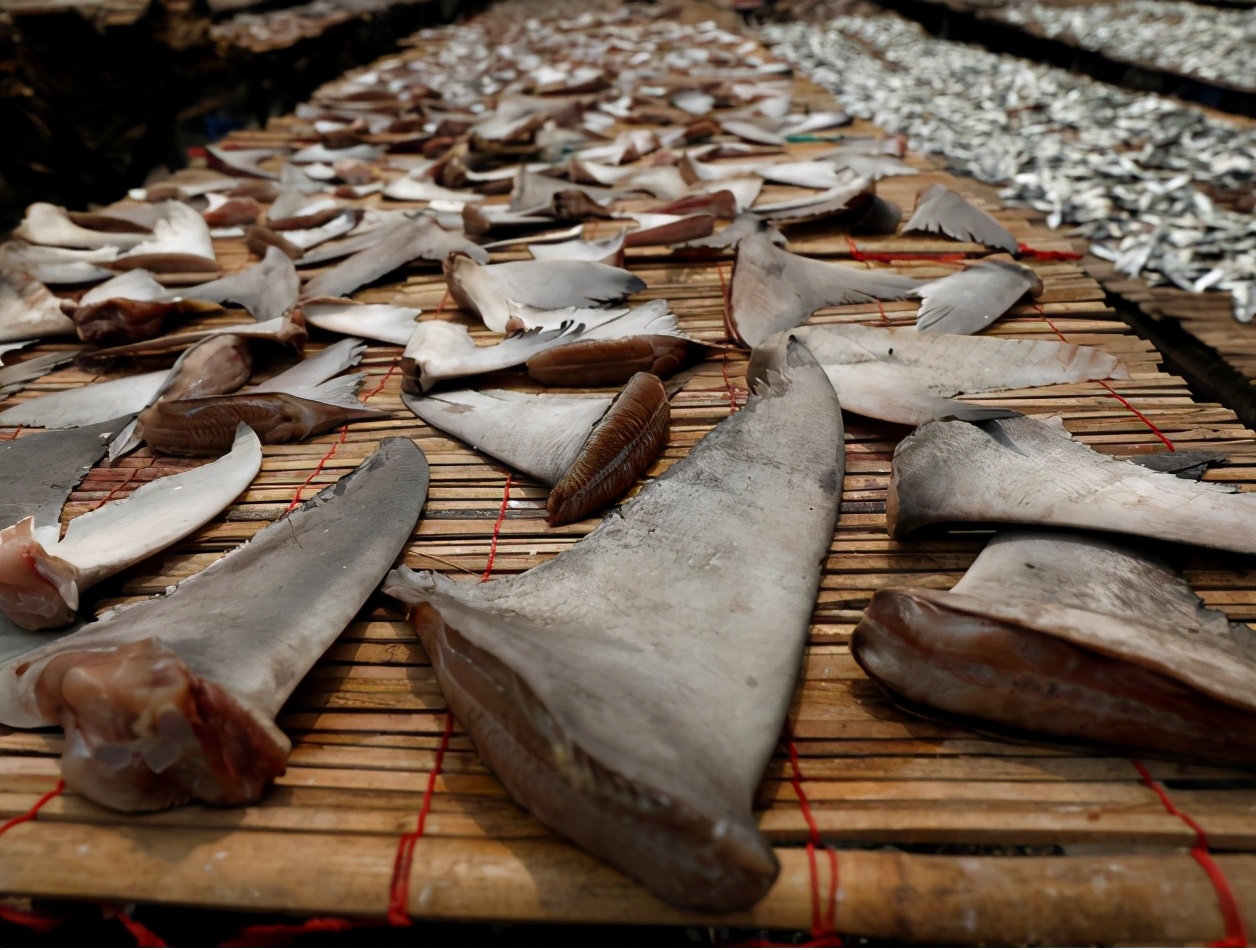 鱼翅无滋无味又没营养，为什么能成为达官贵人才吃得起的象征？