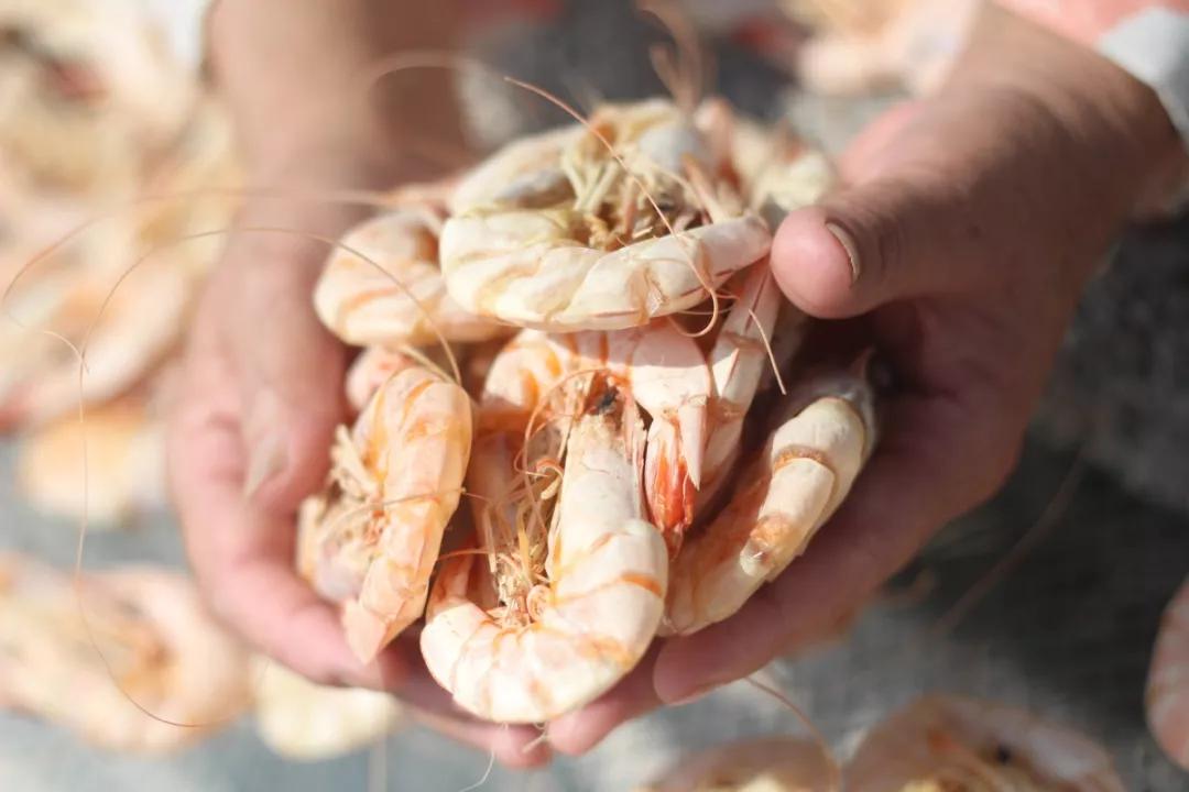 温补肾阳补肾固精吃什么,温肾固精的食品