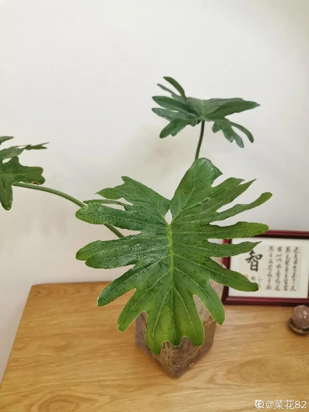 夏天养几盆水培花，清凉又干净，只用水就爆满根，叶子绿得直冒油