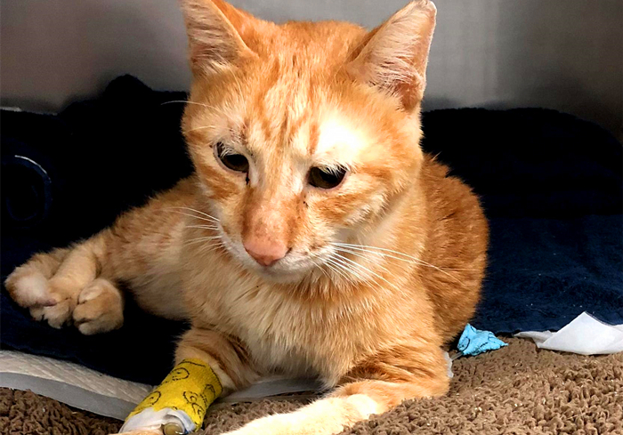 猫咪体重低怎么回事,猫咪体重忽上忽下