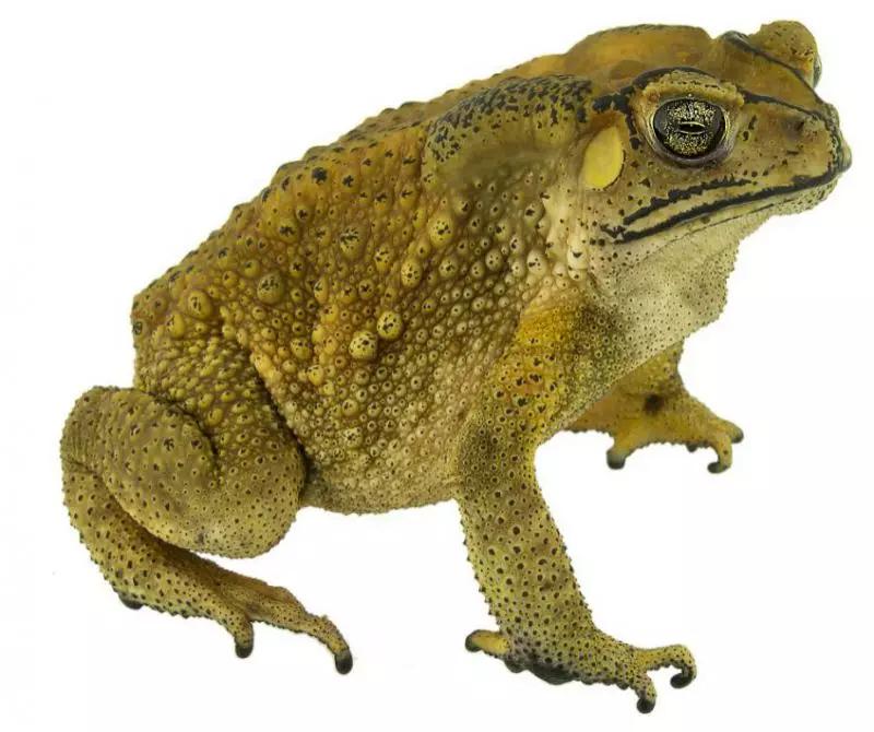 抓蛙捕鸟被判刑,抓青蛙检察院怎么处理