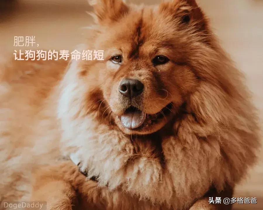 下一个狗年要等几年,下一个狗年还有多少年