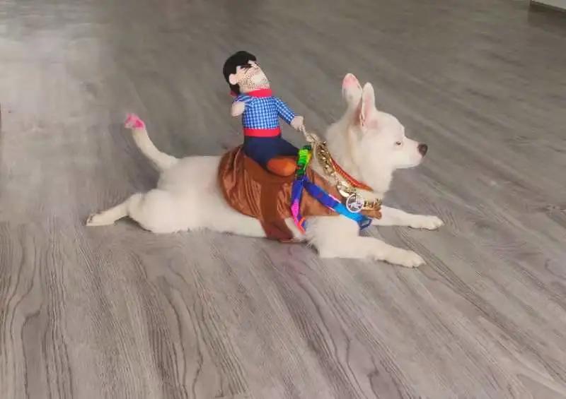 男生猛犬穿女装,男生细狗穿女装