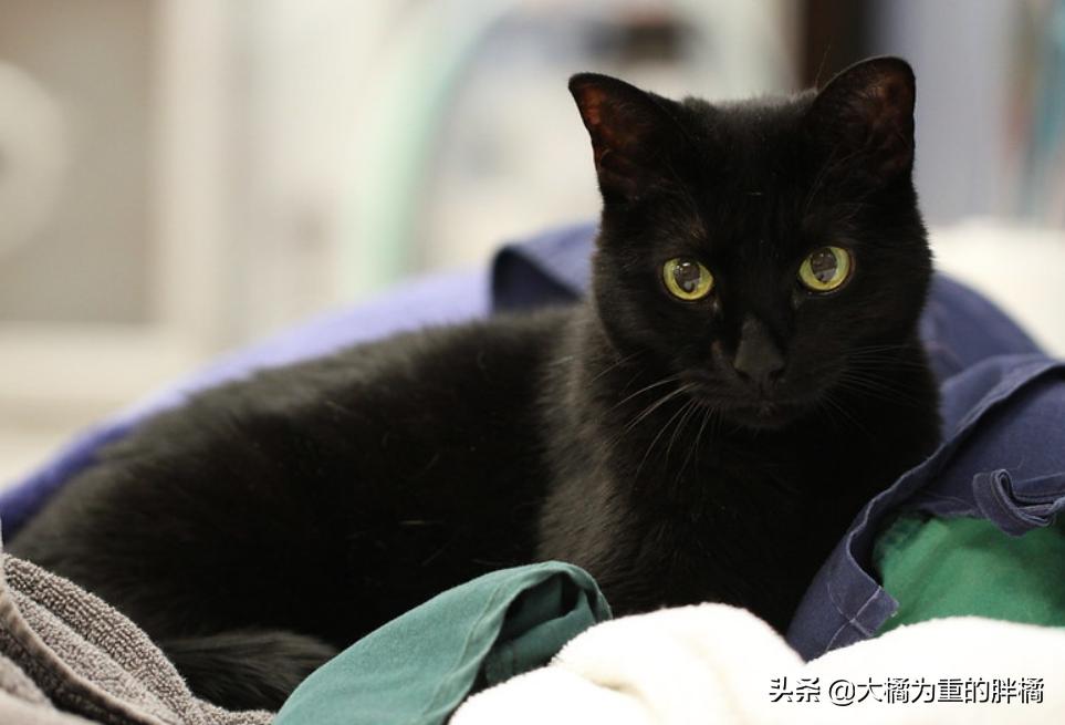 天冷了猫咪也要存肉御寒了,冬天猫咪怕冷吗该怎么给猫咪保暖
