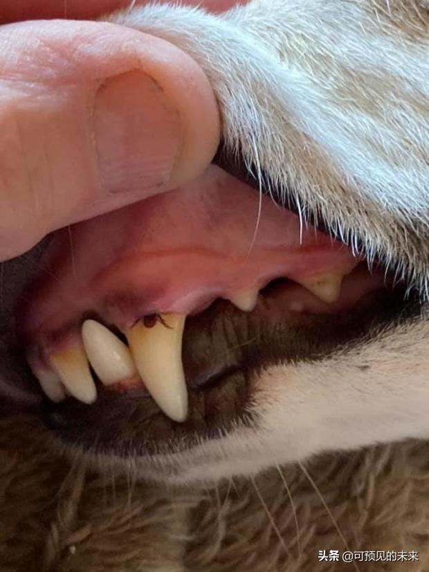 大自然的奇妙之处写话,大自然的奇妙之处作文350字