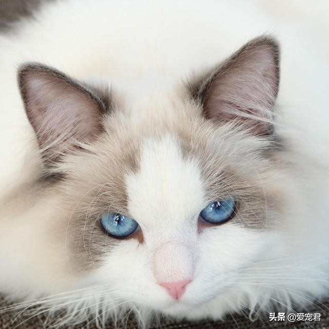 比较忙没有时间陪猫咪,经常上班没空陪猫咪可以吗