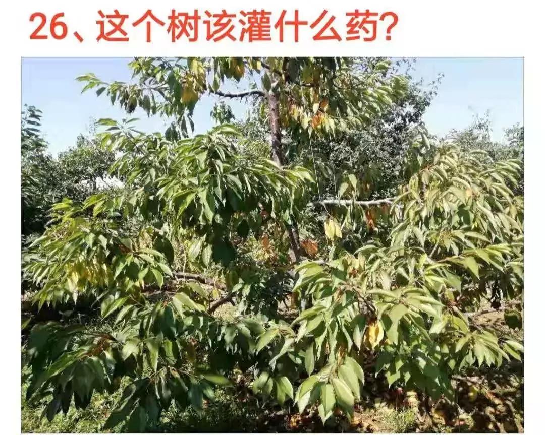 樱桃树叶发黄是什么原因该怎么治,樱桃树叶子边缘发黑是怎么回事