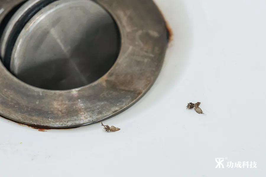 卫生间有小虫蛾蚋怎么治,卫生间出现蛾蚋怎么处理