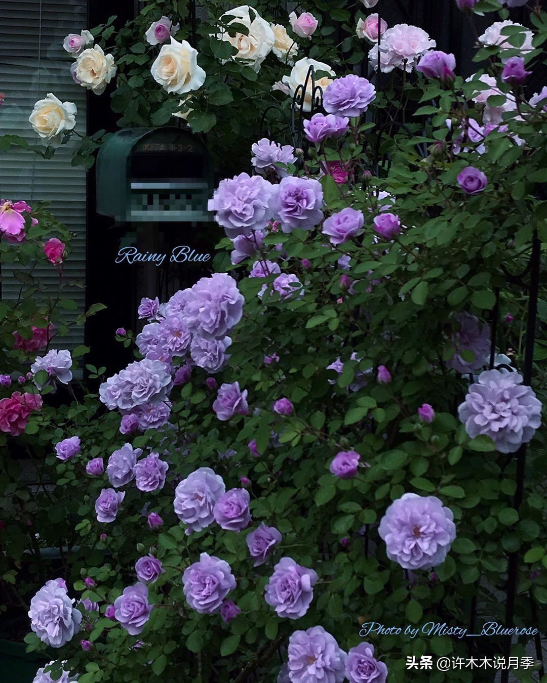 灌木月季与藤本月季有什么区别,微型月季灌木月季怎么选