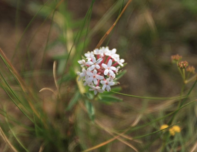 谈化疗色变这几个误区你中招了吗,十大极毒的植物