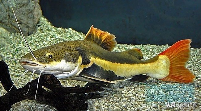 招财猫鲶鱼幼崽,招财猫亚马逊河流