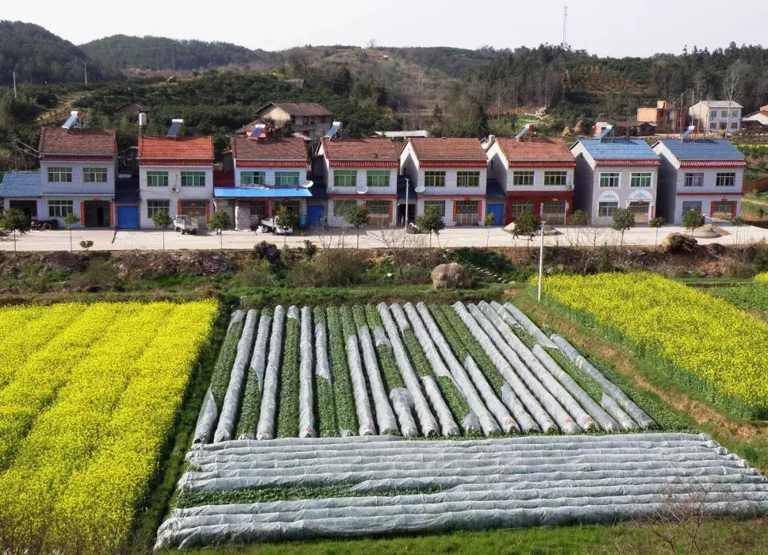 乡村振兴债券在哪里交易,企业发行乡村振兴债券的好处