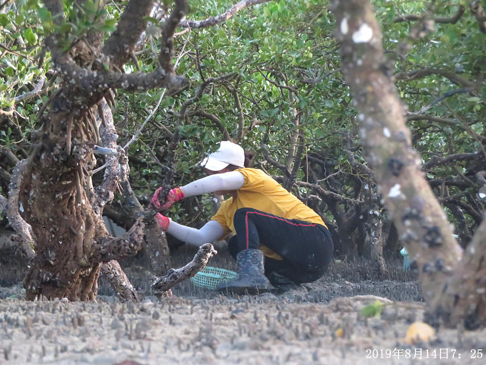 痛心！北海红树林不设防，任你踩任你挖