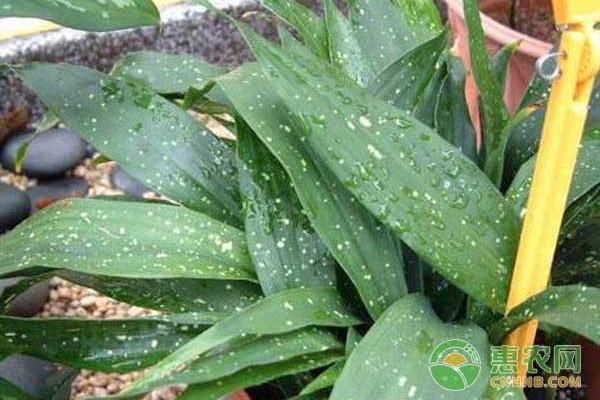 粽叶怎么才能不粘,怎样让粽叶不粘糯米