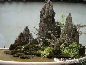 吸水石盆景位置,吸水石盆景教程