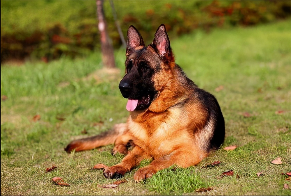 德牧怎么让它厉害点,凶猛的德牧看家护院