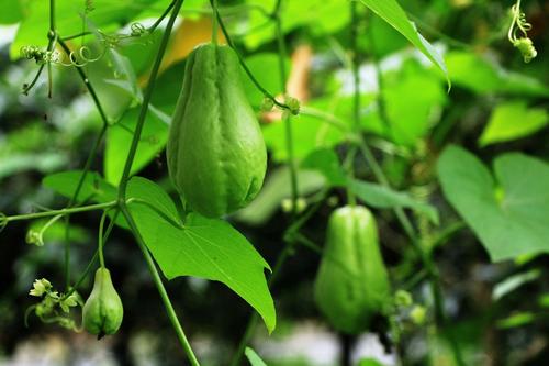 佛手瓜初次整枝打叉视频,佛手瓜怎么种植只摘瓜尖