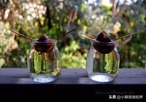 吃完的水果种子不要丢,吃完水果果核别扔