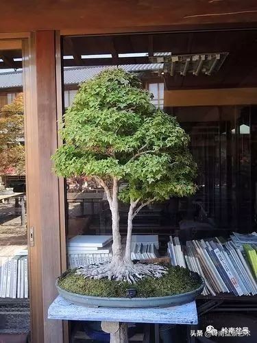 双干树,双干型果树