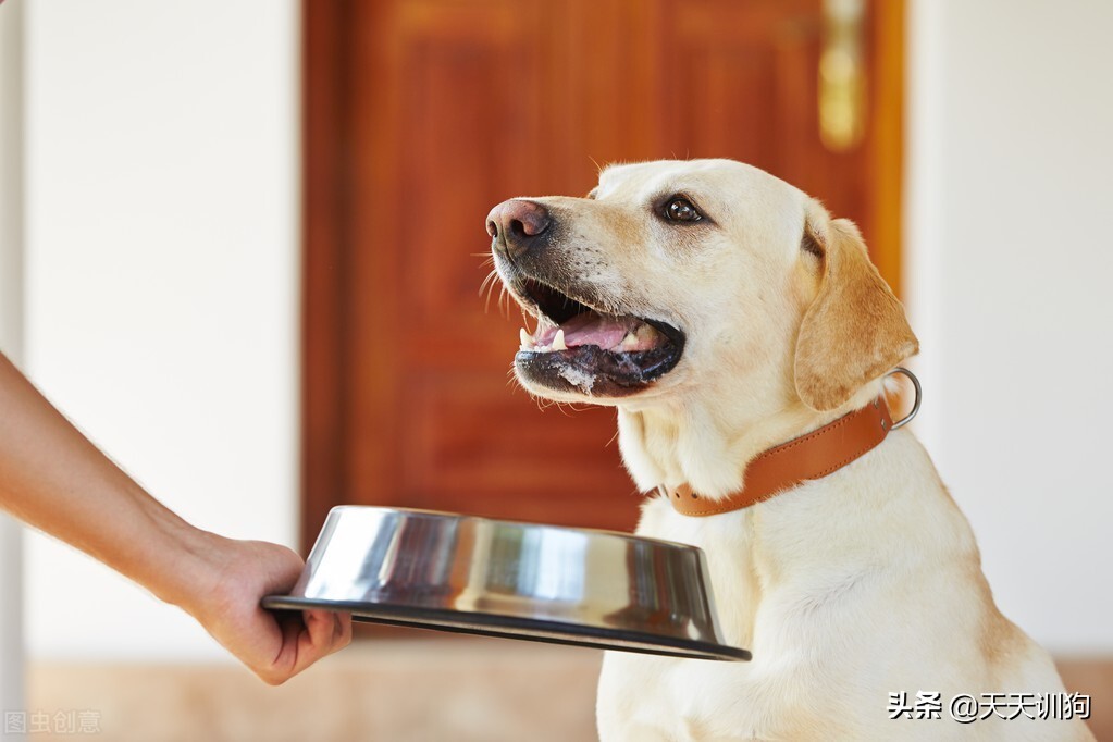 狗狗刚到家该如何驯养,狗狗刚到家怎么照顾