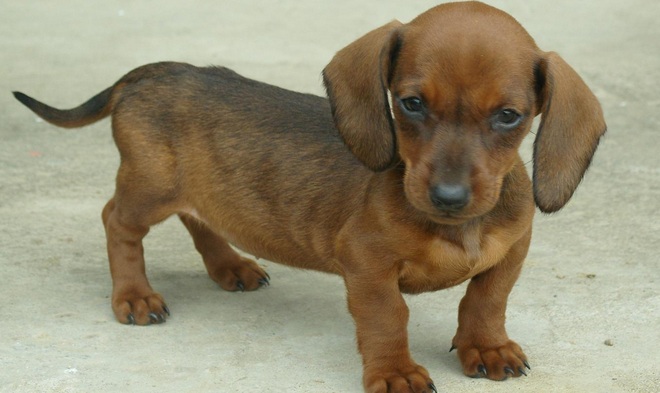 宠物狗品种大全热门宠物排行,常见的小型宠物狗品种及图片大全