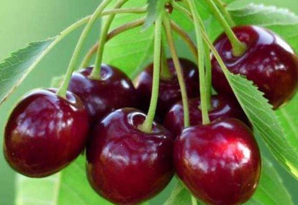 樱桃怎样洗才能干净又卫生,樱桃怎么洗才是最干净的