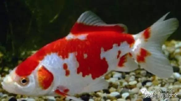 养观赏鱼放盐时为什么会死,观赏鱼外伤用黄粉行吗