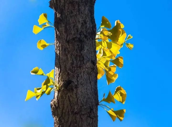 昌平最美的秋景在哪里,北京最美的秋景赏叶胜地香山公园