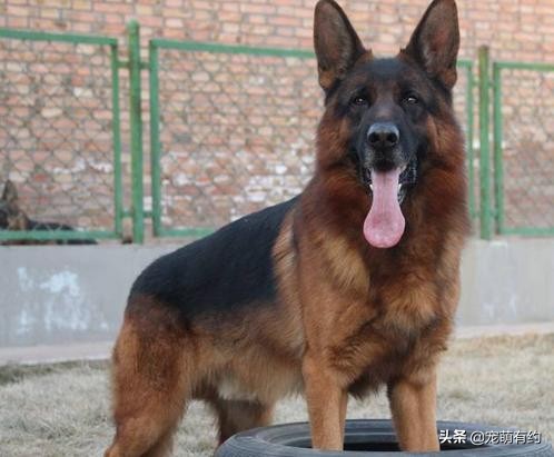 德国牧羊犬因具有优秀品质，而成为优秀的军警犬，也受到大众喜欢