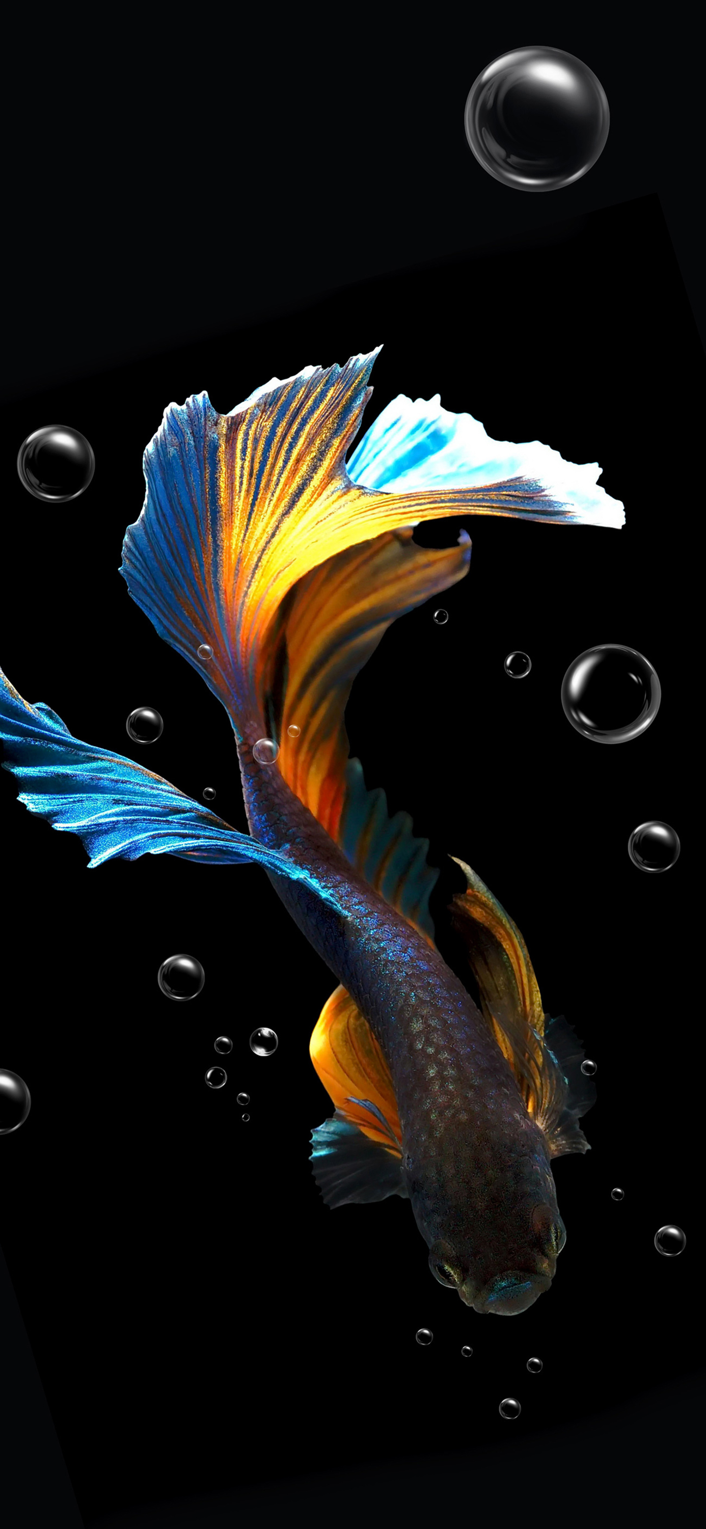 花鸟壁纸动物壁纸,动物壁纸高清手机壁纸